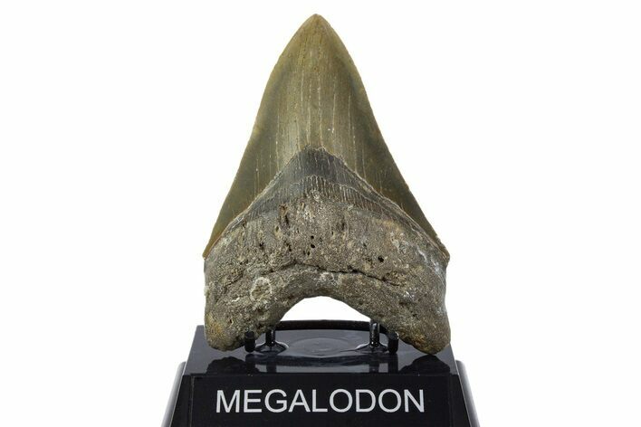 Serrated, Fossil Megalodon Tooth - North Carolina #346334